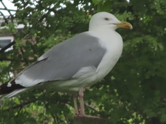 Larus argentatus