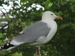 Larus argentatus