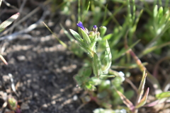 Allophyllum gilioides violaceum