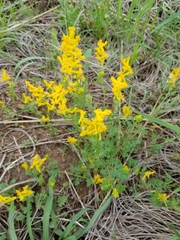 Corydalis crystallina