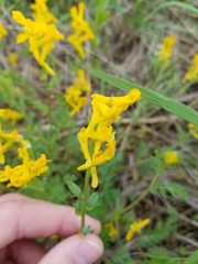 Corydalis crystallina