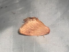 Tortricidia testacea