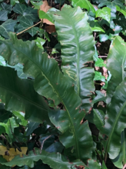 Phytomyza scolopendri