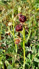 Ophrys sphegodes epirotica