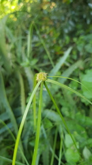 Cyperus ruwenzoriensis