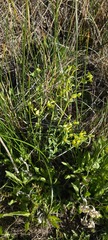 Euphorbia lurida