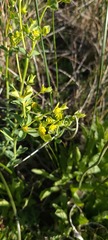 Euphorbia lurida