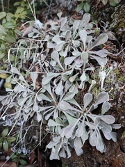 Antennaria dioica