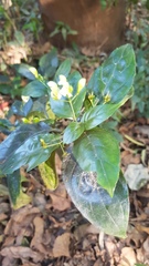 Justicia campylostemon