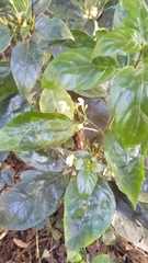 Justicia campylostemon