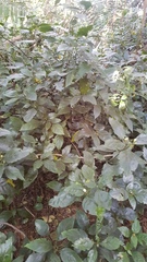 Justicia campylostemon