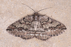 Pterospoda nigrescens