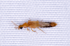 Distremocephalus texanus