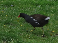 Gallinula chloropus