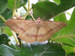 Rhodostrophia calabra