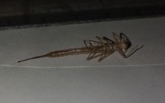 Erythromma najas