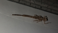 Erythromma najas