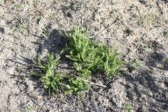 Horkelia clevelandii