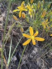 Bloomeria crocea