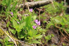 Primula jeffreyi jeffreyi