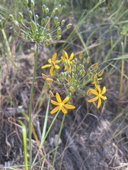Bloomeria crocea
