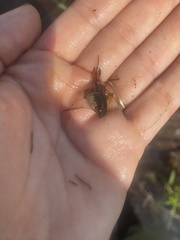 Hyla femoralis