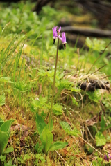 Primula jeffreyi jeffreyi