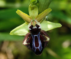 Ophrys sphegodes atrata