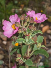 Cistus parviflorus