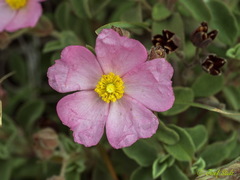 Cistus parviflorus