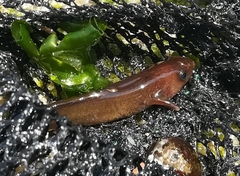 Gaidropsaridae