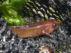 Gaidropsaridae