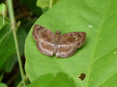 Quadrus cerialis