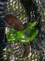 Gaidropsaridae