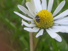 Anthrenus pimpinellae