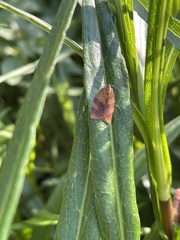 Cacoecimorpha pronubana