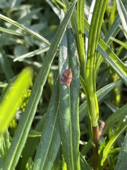 Cacoecimorpha pronubana