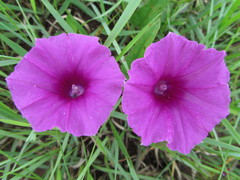 Ipomoea pellita