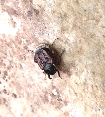 Valgus canaliculatus