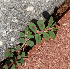 Euphorbia maculata image