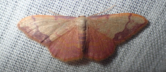 Idaea ostrinaria