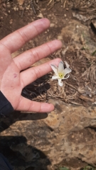 Zephyranthes brevipes