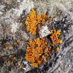 Xanthoria resendei