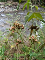 Sauvagesia linearifolia