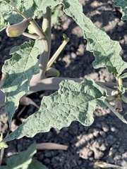 Datura ceratocaula