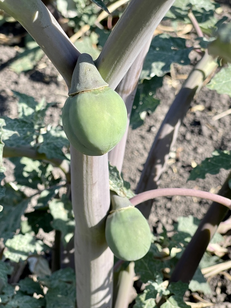 Latin thorn-apple