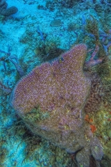 Umimayanthus parasiticus