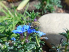 Bombylius fulvescens