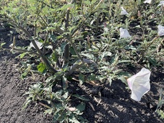 Datura ceratocaula
