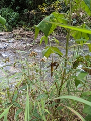 Sauvagesia linearifolia